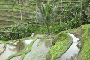 ARROZALES EN INDONESIA